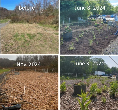 4 pictures showing the progression of the garden, from a 1. rocky, grass area, 2. planting day with mulch covering the area and very short plants on site, 3. the garden covered in leaves over the winter to 4. showing the garden a year later with plants now taller