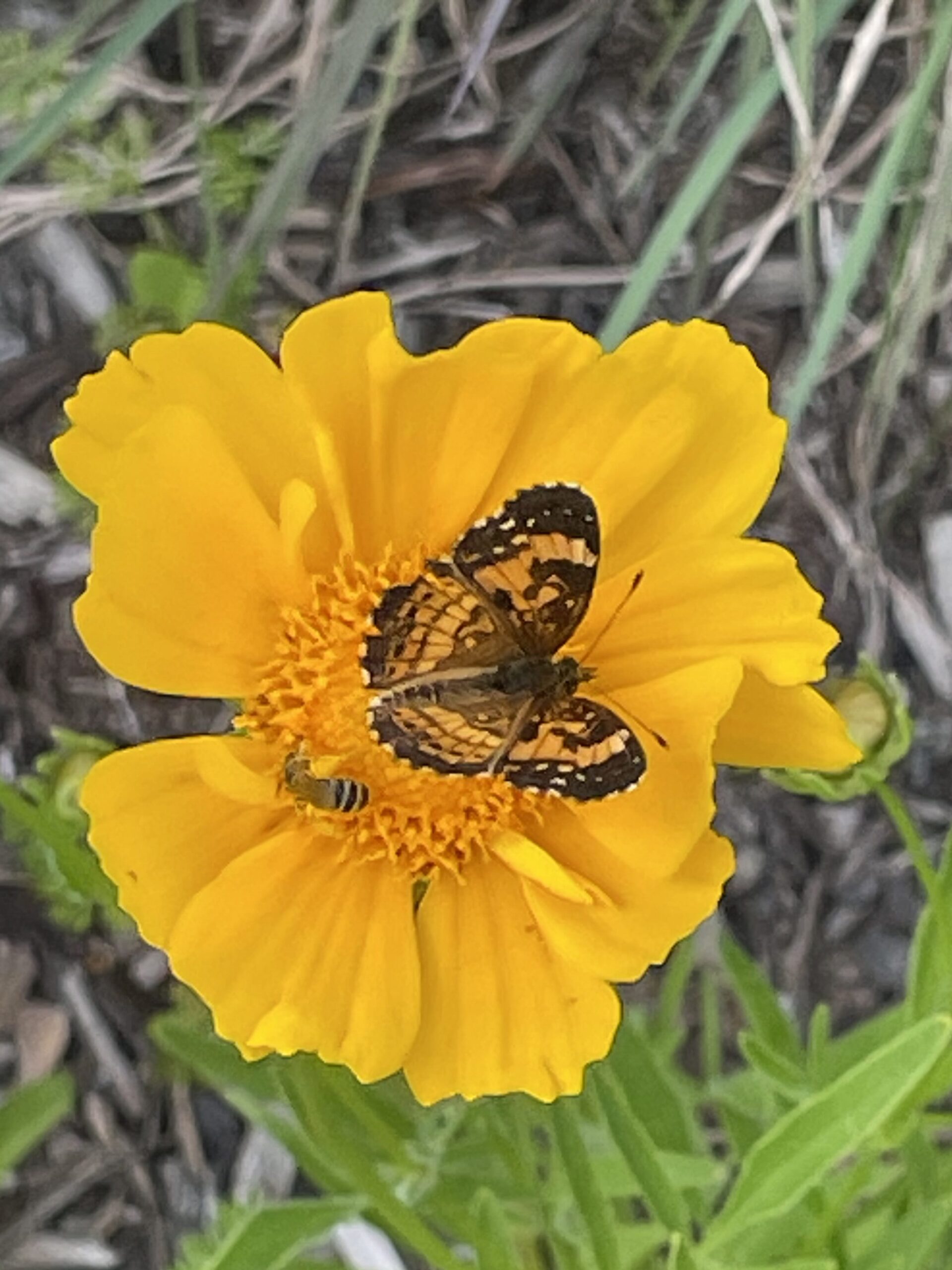 A close up of a flower with a bee and butterfly on it.