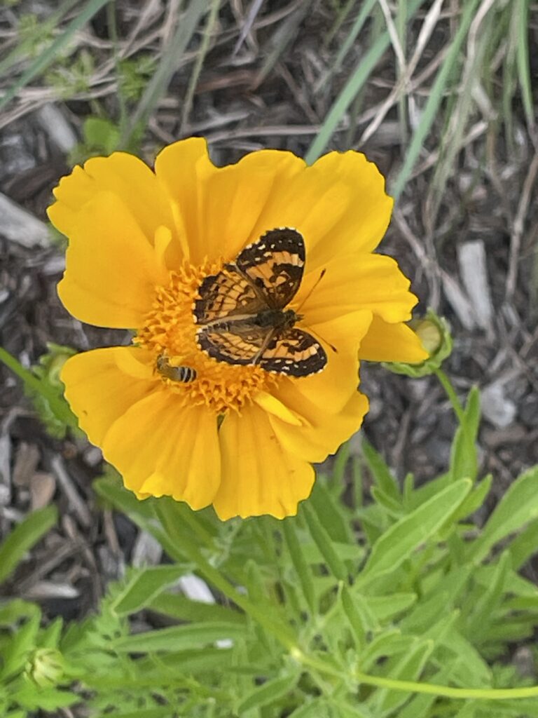 butterfly resting on a yellow flower petals