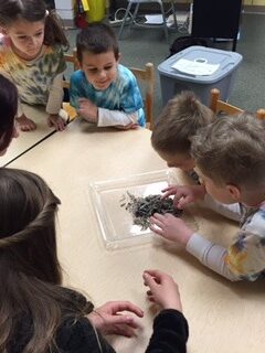 a group of preschoolers sitting around a table observing the composting worms