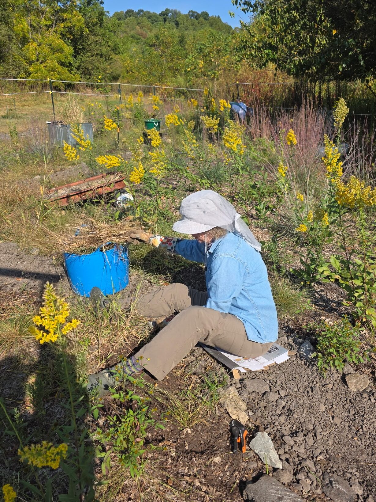 A woman weeding the garden.